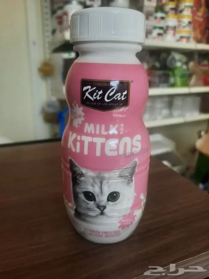 حليب قطط هملايا شيرازي سكتش بنغالي سيامي 0