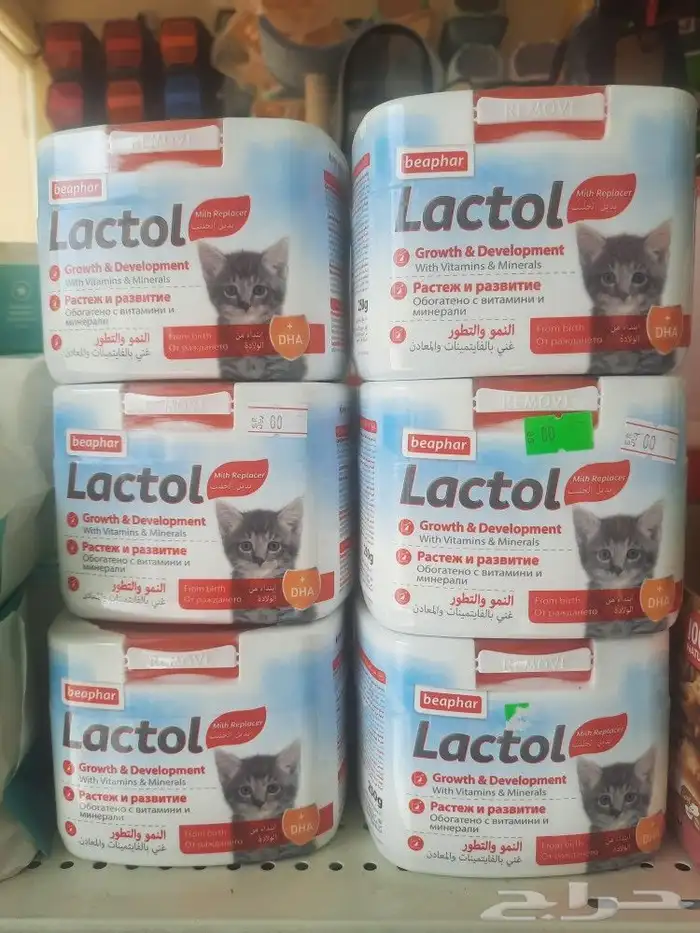 حليب قطط هملايا شيرازي سكتش بنغالي سيامي 3