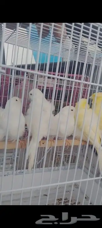 موصل طيور حيوانات اليفه امانات 3