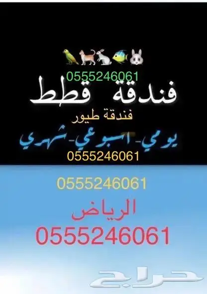 فندقة قطط وطيور بين أيدي أمينة 2