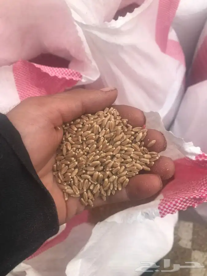قمح معالج حبه طيبه وكذالك يوجد شعير طيب 1