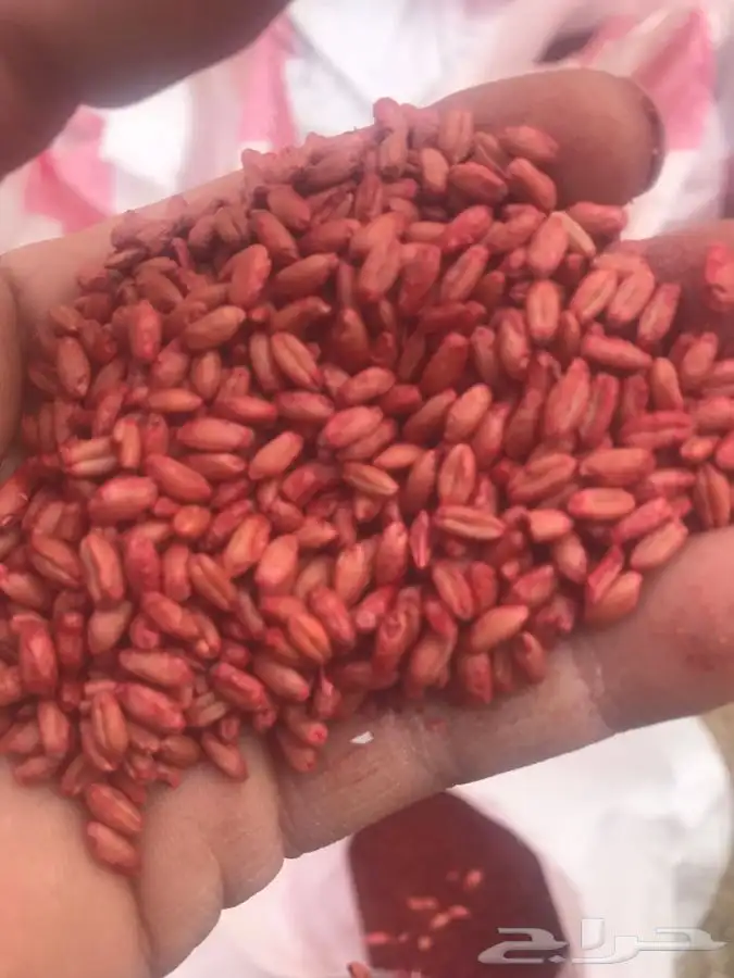 قمح معالج حبه طيبه وكذالك يوجد شعير طيب 0
