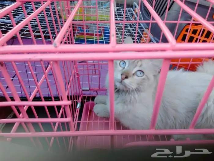 موصل طيور حيوانات اليفه امانات 1