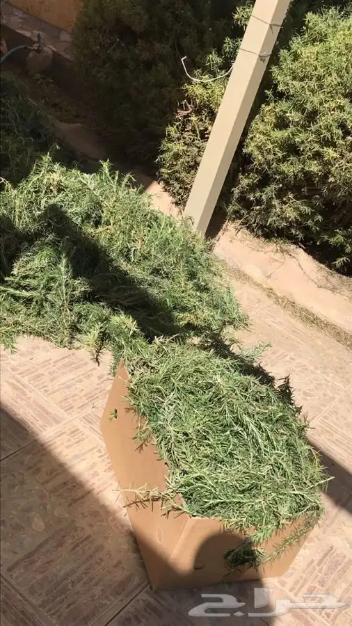 اكليل الجبل 0
