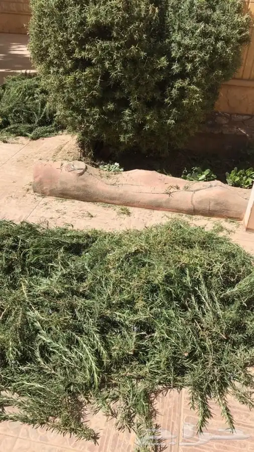 اكليل الجبل 1