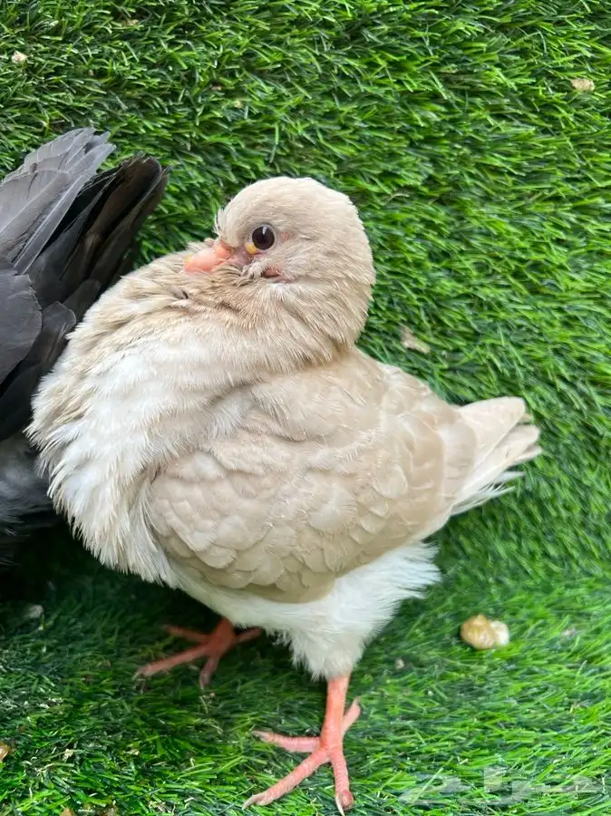 جوز كنق انتاجه اوبل حد 60(تم البيع ) 2