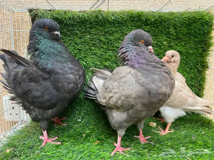 جوز كنق انتاجه اوبل حد 60(تم البيع ) 1