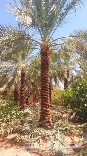 نخل للبيع واشنطني وعربي وتركيب شبكات الري 4