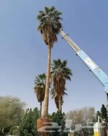 نخل للبيع واشنطني وعربي وتركيب شبكات الري 1