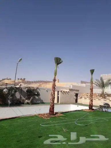 نخل للبيع واشنطني وعربي وتركيب شبكات الري 2