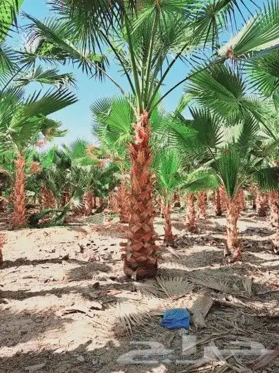 نخل للبيع واشنطني وعربي وتركيب شبكات الري 3