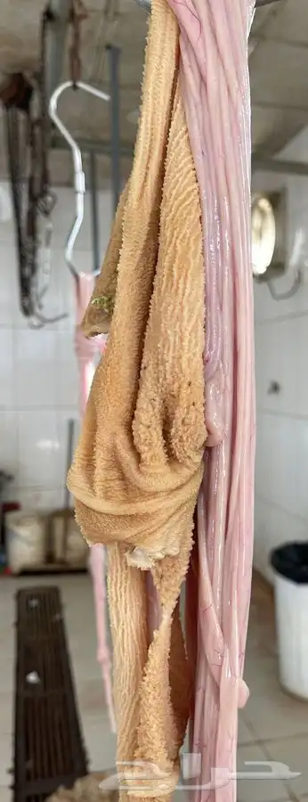 ذبايح سواكني ثلاجة مناسبات كبار 1350 تربية 5 شهور لحد بيتك 1