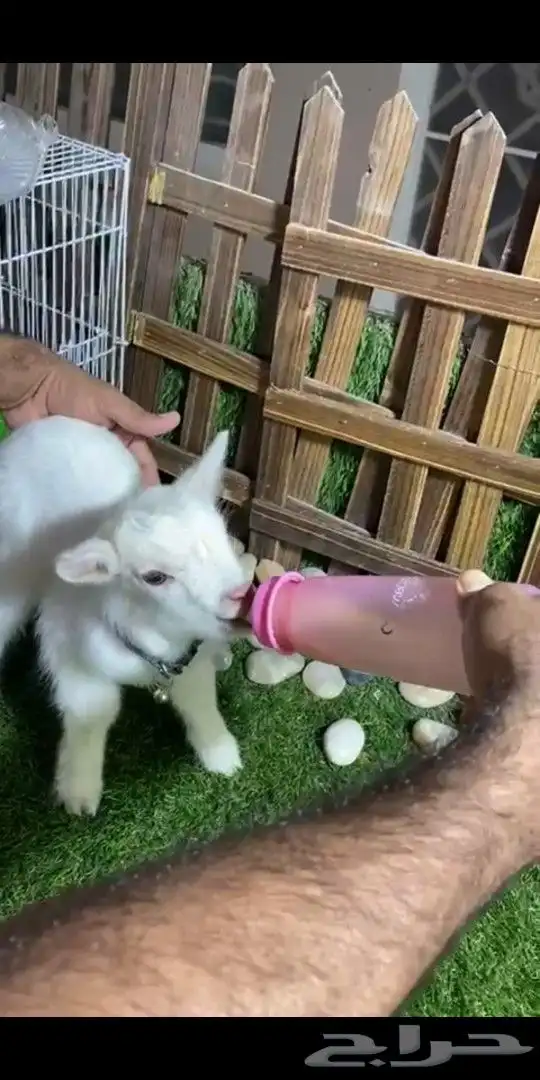 ماعز قزمي ذكر ابيض تشيكي العمر اسبوع 0