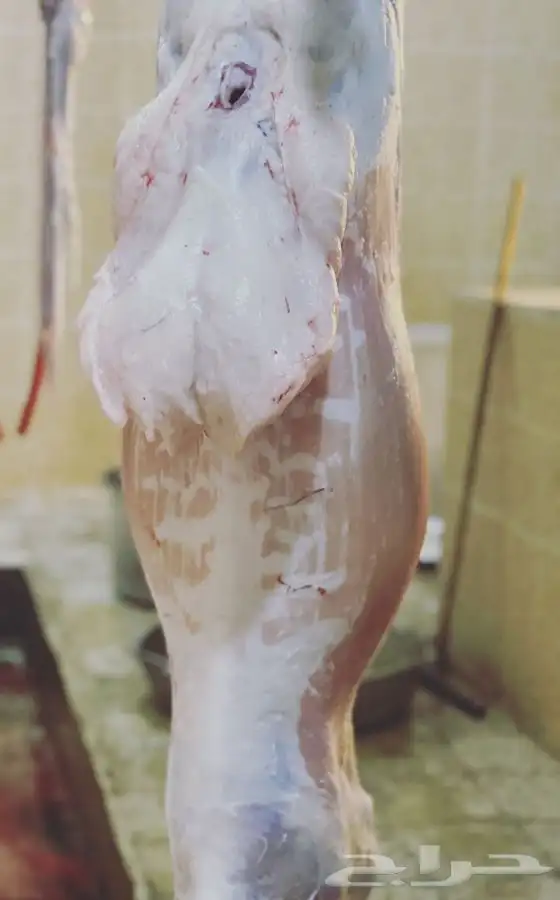 ذبايح سواكني ثلاجة مناسبات كبار 1350 تربية 5 شهور لحد بيتك 3