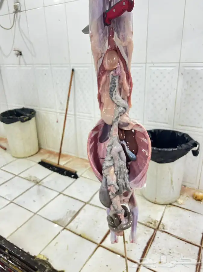 ذبايح سواكني ثلاجة مناسبات كبار 1350 تربية 5 شهور لحد بيتك 5