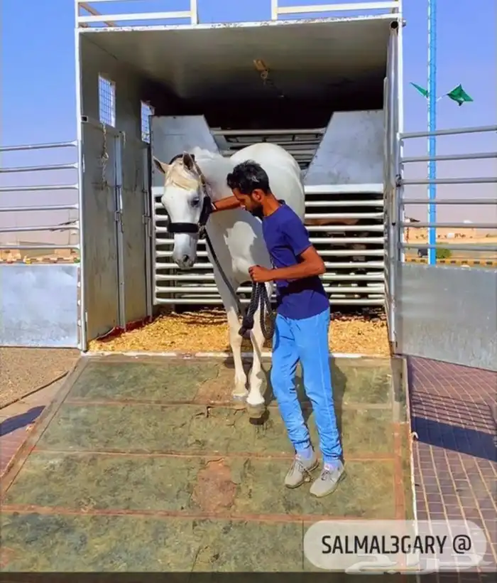 عربة نقل خيل ديانه نقل خيل من الجوف الى جده 1