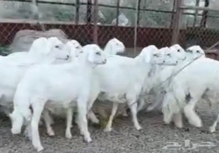 ذبايح خرفان وتيوس بلدي 9