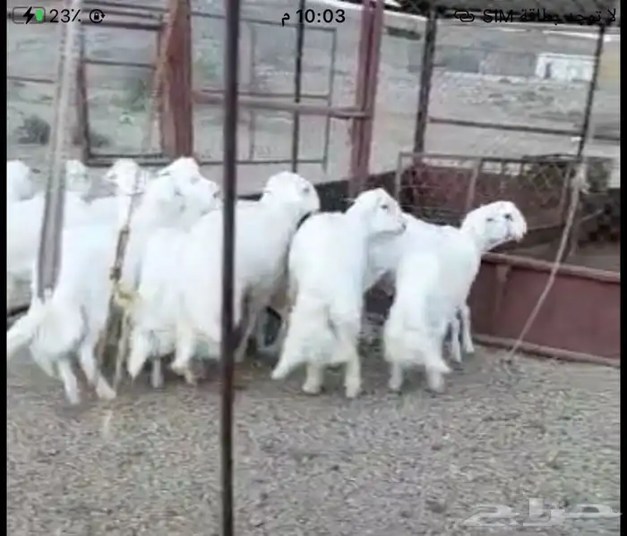 ذبايح خرفان وتيوس بلدي 10