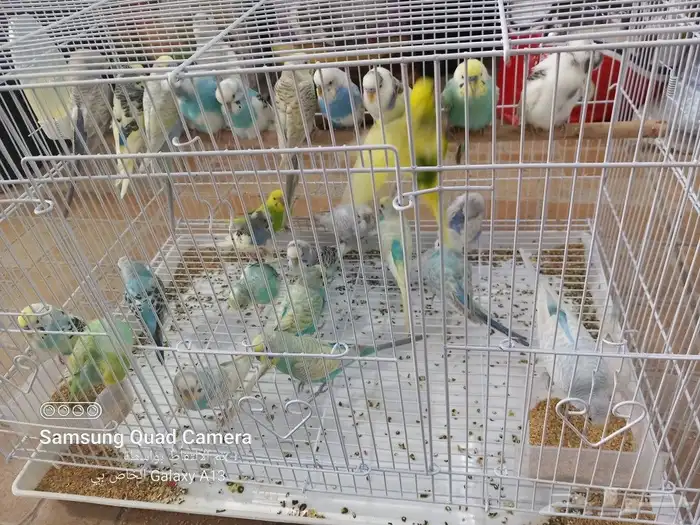 يوجد جميع مستلزمات الطيور والحيوانات واكل الكلاب والقطط 16