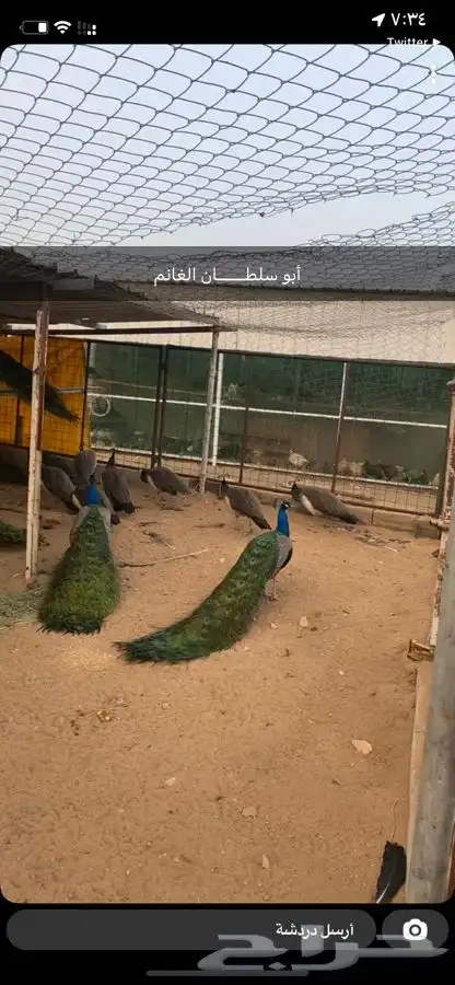 طاووس. طواويس 1