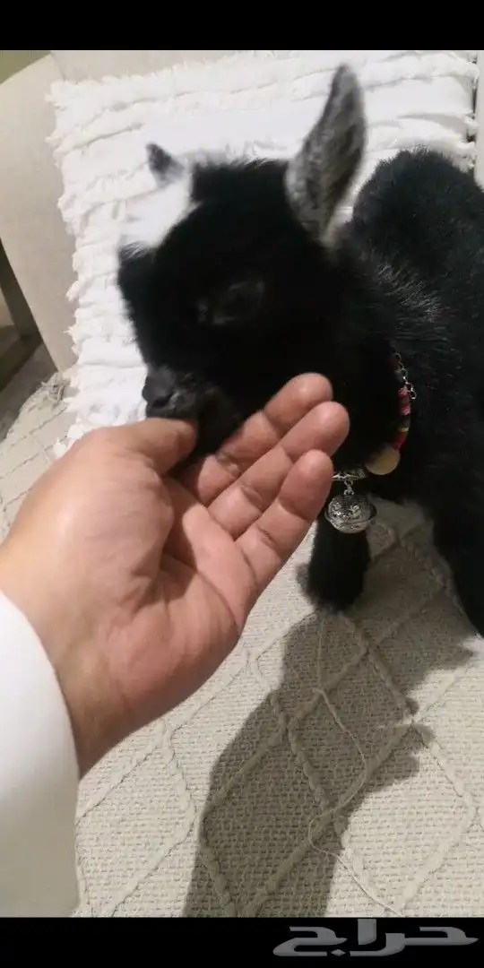 ماعز قزمي تشيكي اسود جميل عمر اسبوع 0