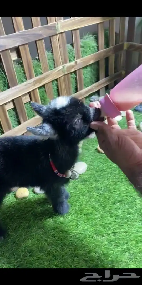 ماعز قزمي تشيكي اسود جميل عمر اسبوع 1