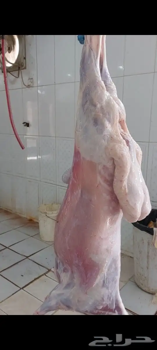 ذبايح الثلاجة والمناسبات وتجهيزولائم وعشوات 7