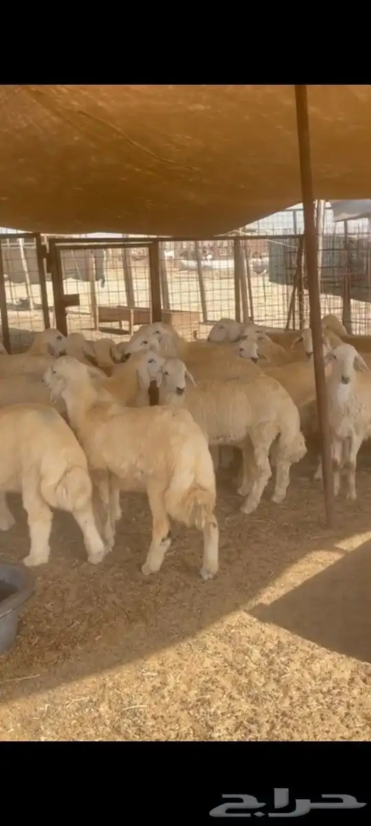 ذبايح الثلاجة والمناسبات وتجهيزولائم وعشوات 1