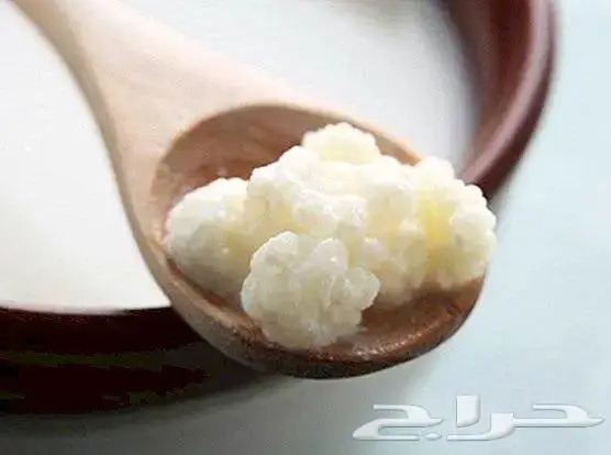 الكفير فطر هندي 0