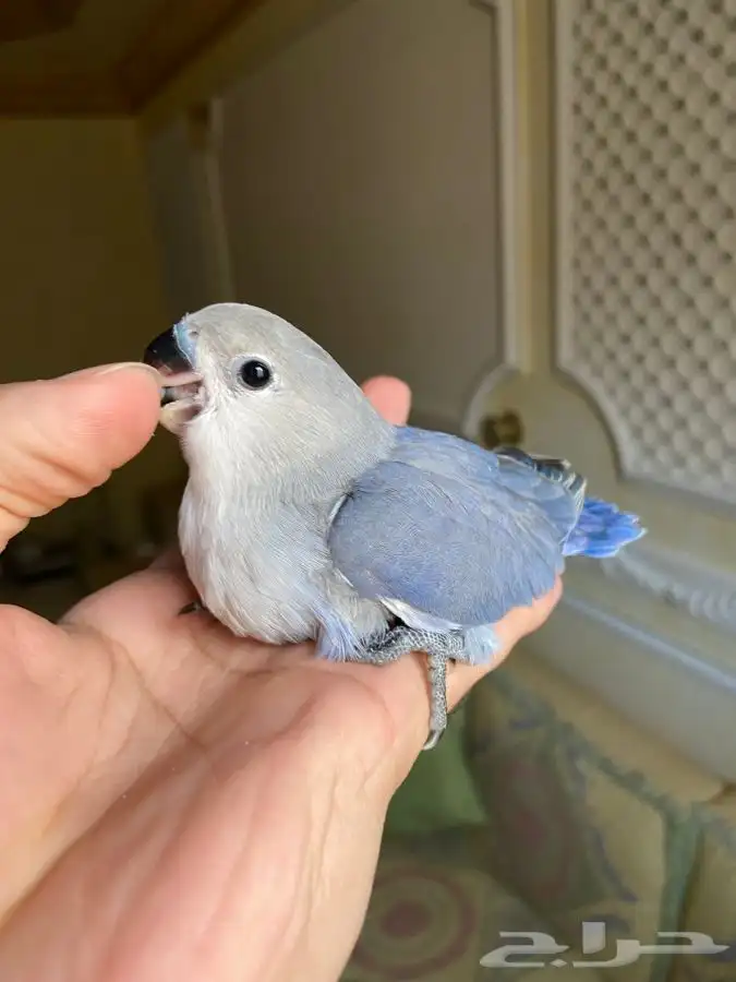 فروخ روز هدد 4