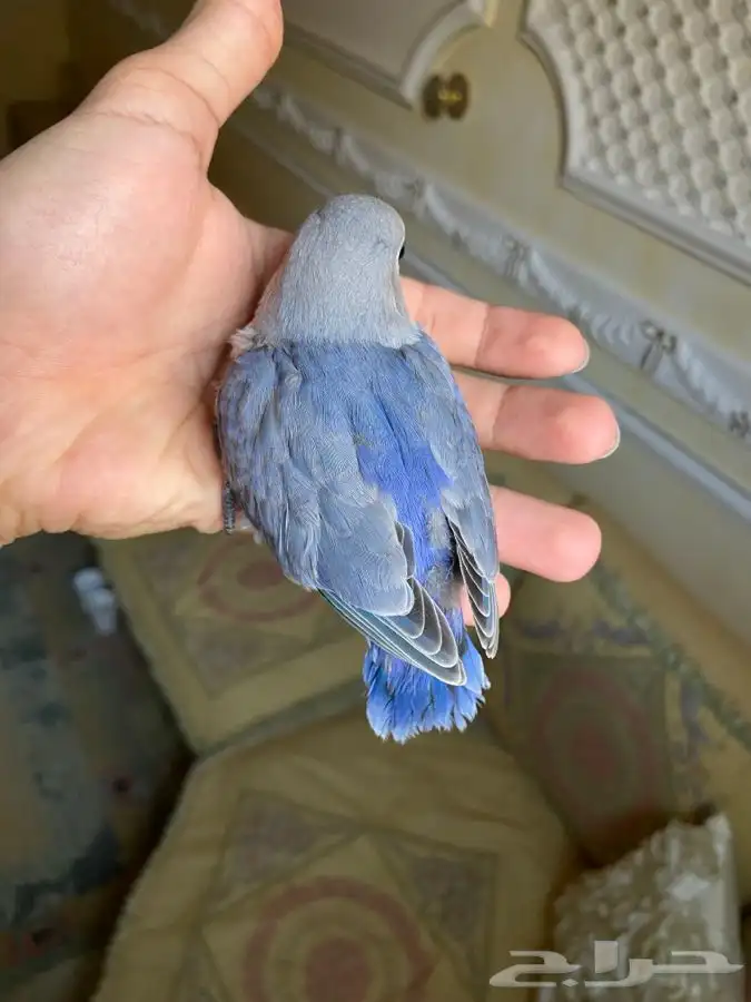 فروخ روز هدد 5