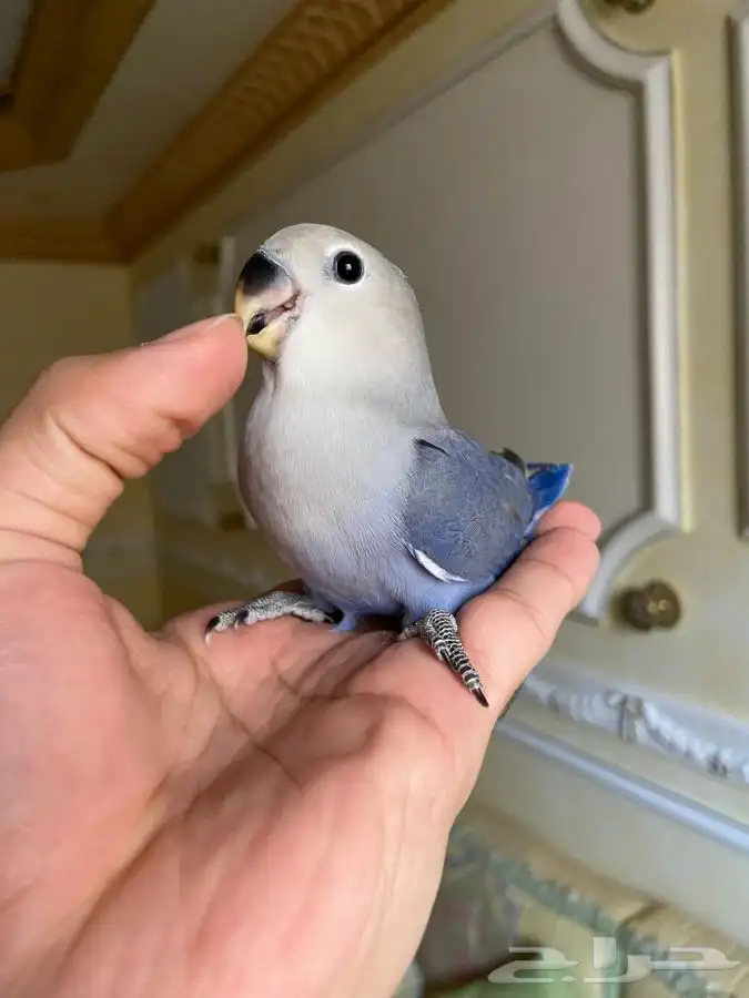 فروخ روز هدد 2