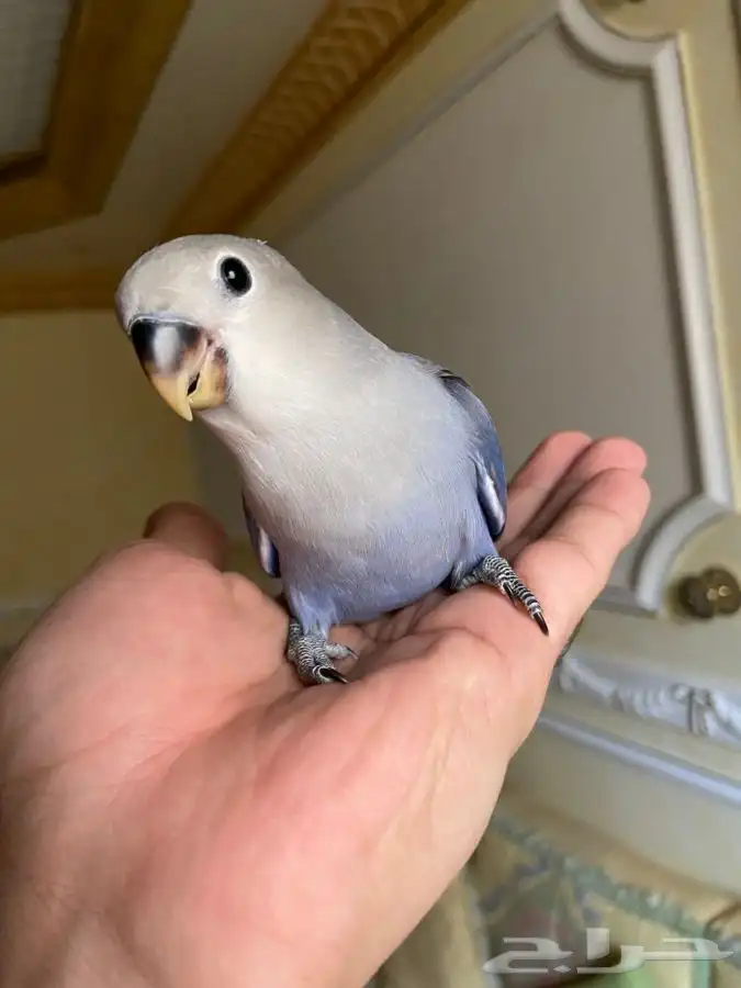 فروخ روز هدد 1