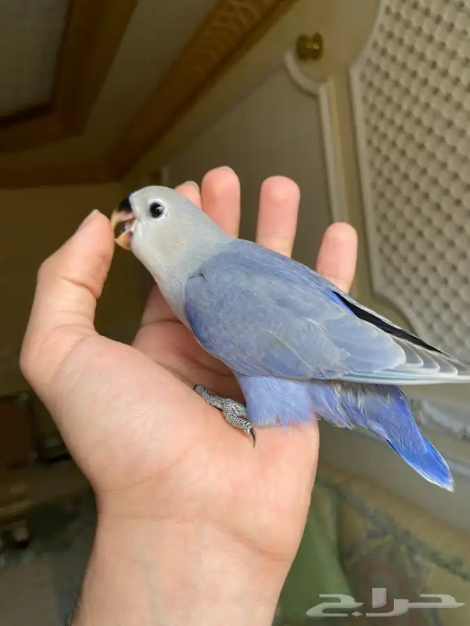 فروخ روز هدد 3