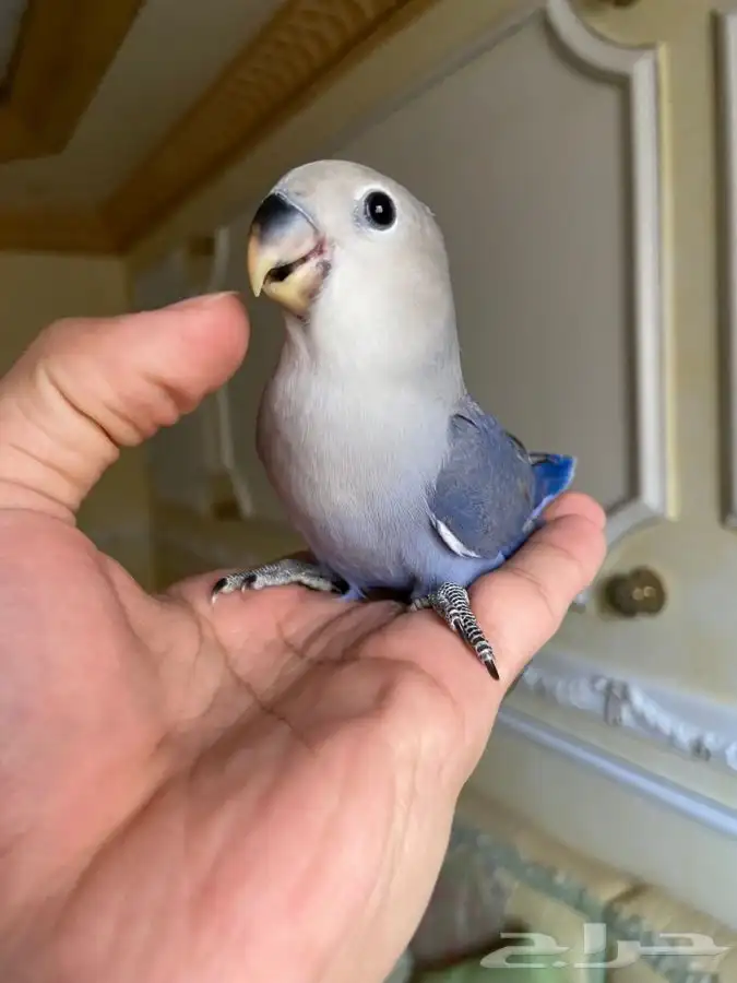 فروخ روز هدد 0