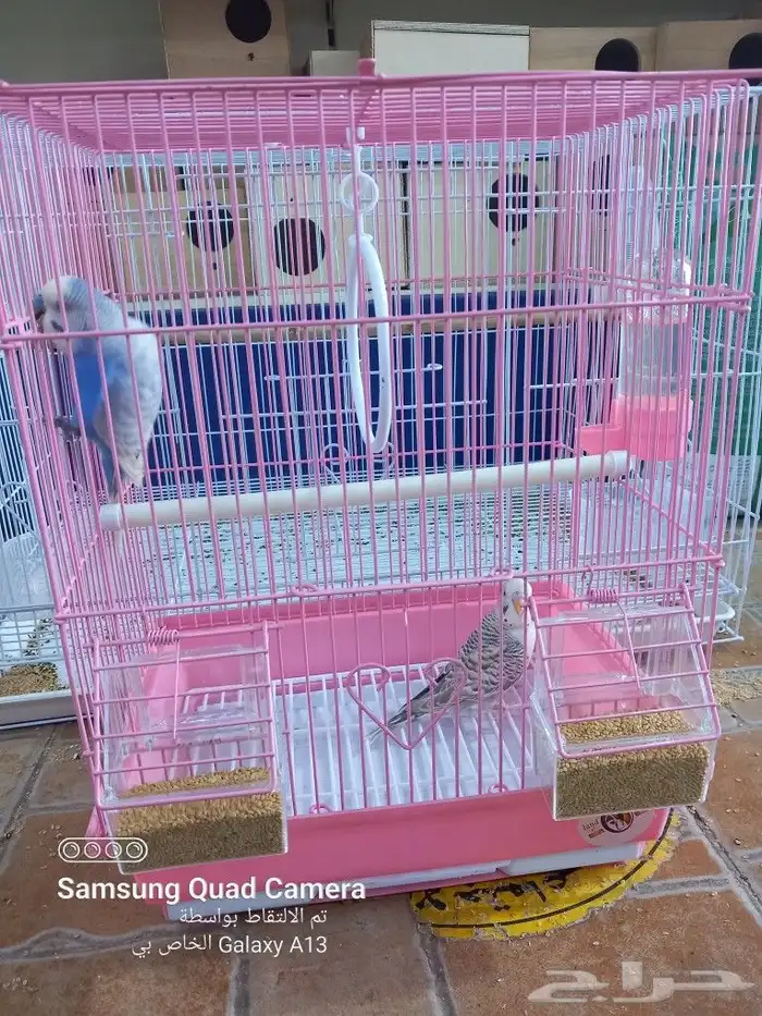 يوجد جميع مستلزمات الطيور والحيوانات واكل الكلاب والقطط 15