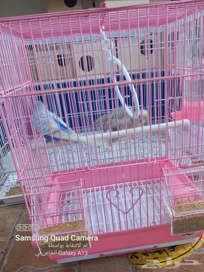 يوجد جميع مستلزمات الطيور والحيوانات واكل الكلاب والقطط 11