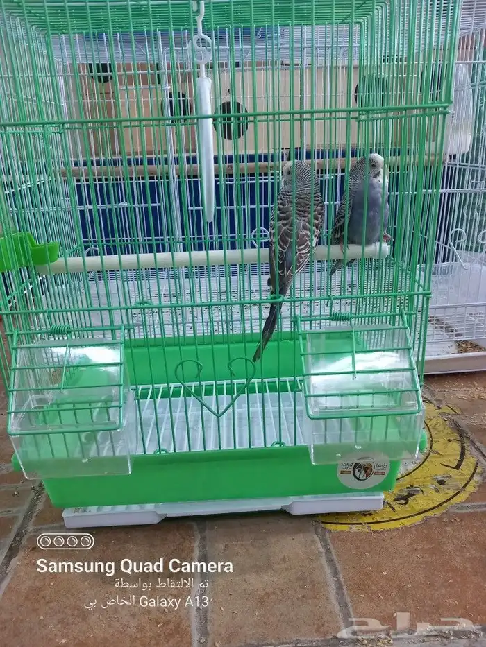 يوجد جميع مستلزمات الطيور والحيوانات واكل الكلاب والقطط 8