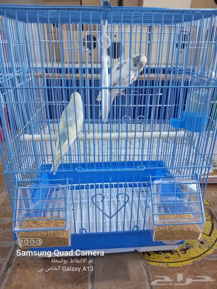 يوجد جميع مستلزمات الطيور والحيوانات واكل الكلاب والقطط 10
