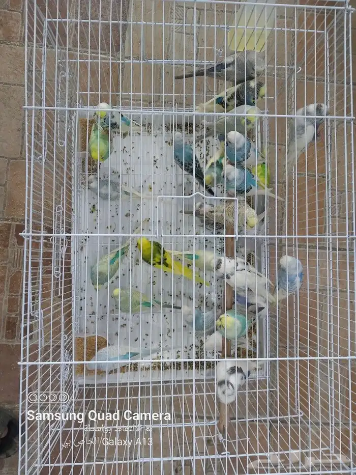 يوجد جميع مستلزمات الطيور والحيوانات واكل الكلاب والقطط 9