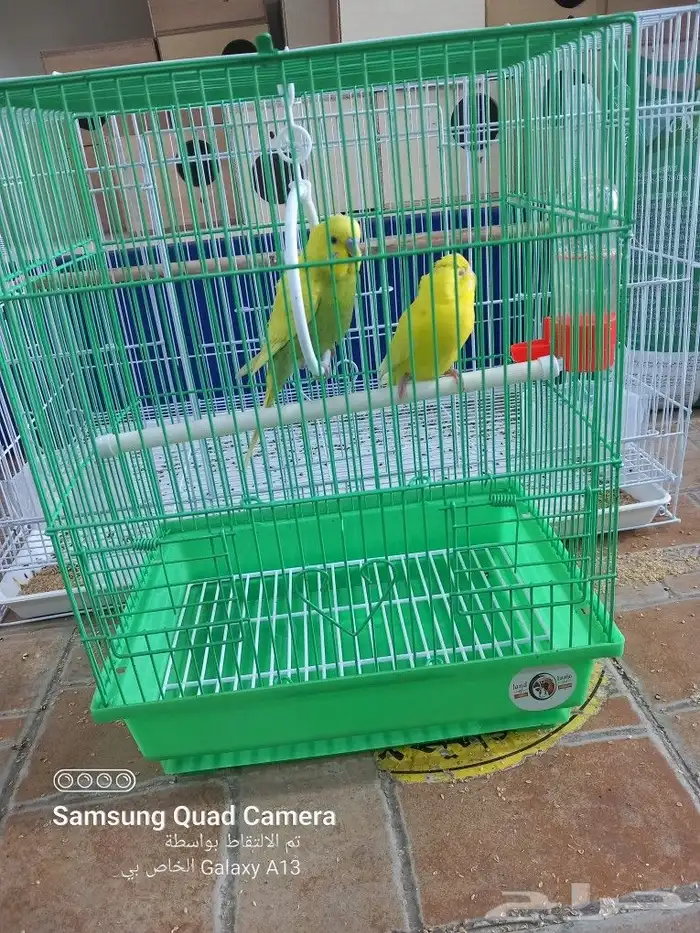 يوجد جميع مستلزمات الطيور والحيوانات واكل الكلاب والقطط 12