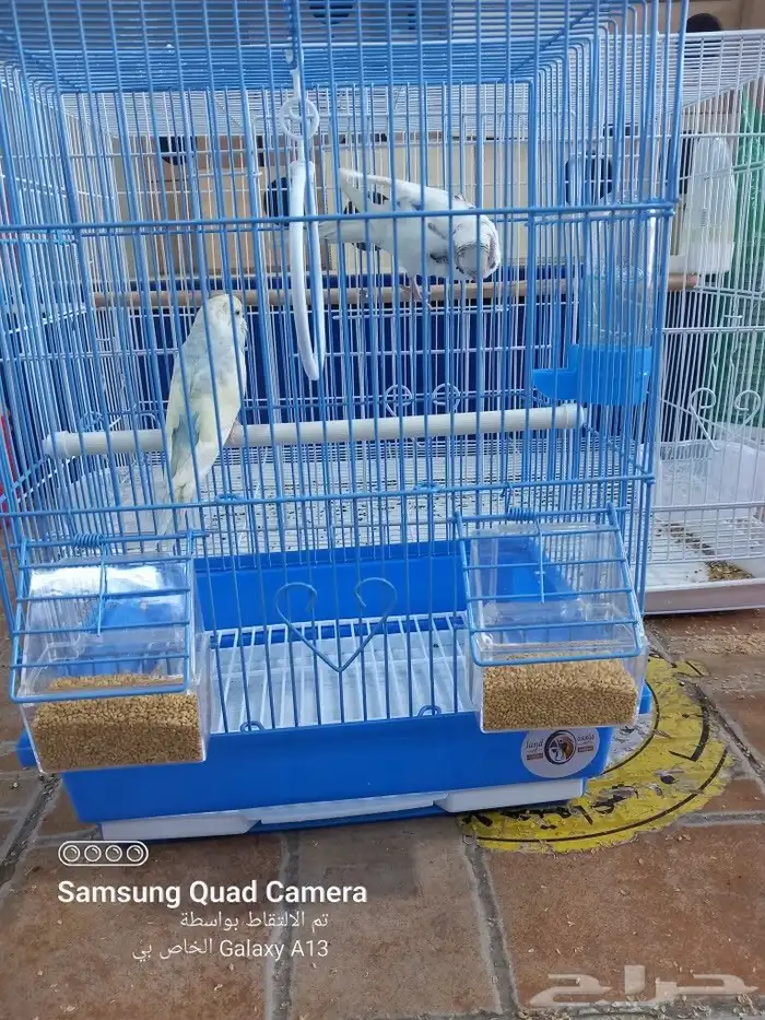 يوجد جميع مستلزمات الطيور والحيوانات واكل الكلاب والقطط 7