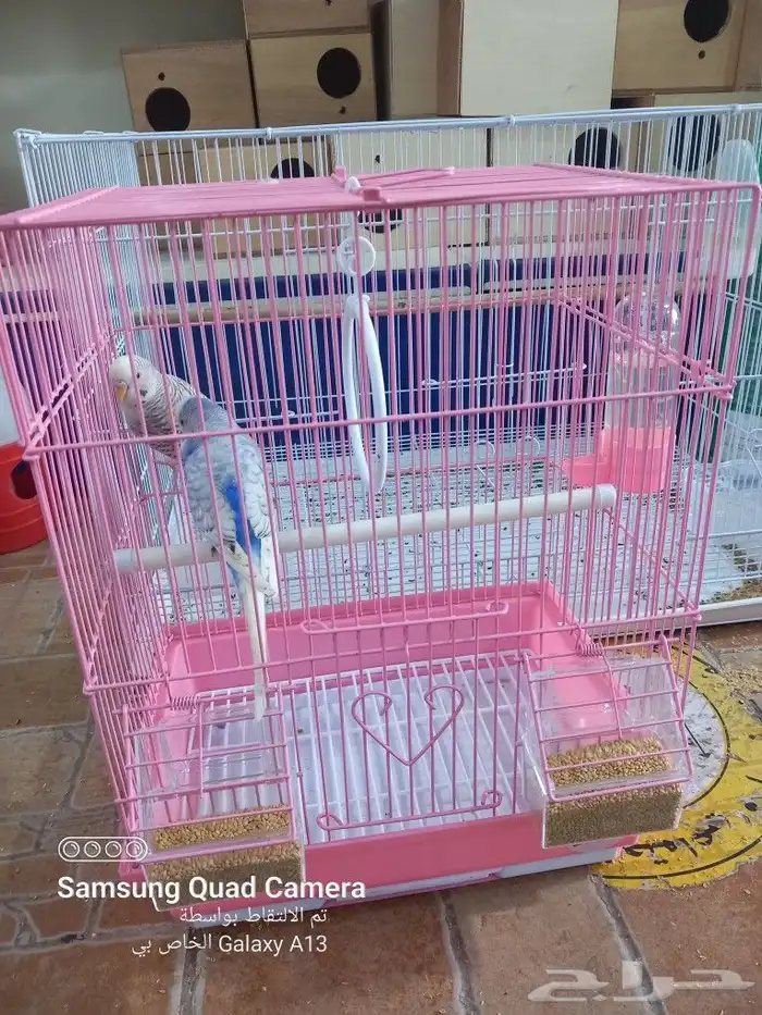 يوجد جميع مستلزمات الطيور والحيوانات واكل الكلاب والقطط 14