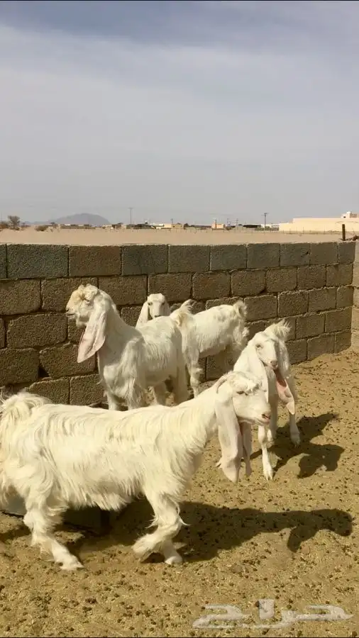 عروض مشاريك وعوارض بيض و سود 1حلال ابو حمدان الحبابي 14
