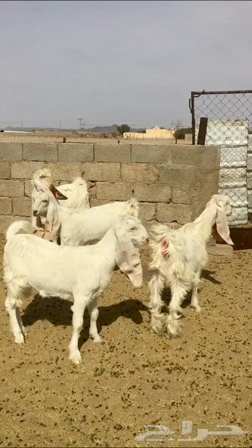 عروض مشاريك وعوارض بيض و سود 1حلال ابو حمدان الحبابي 15