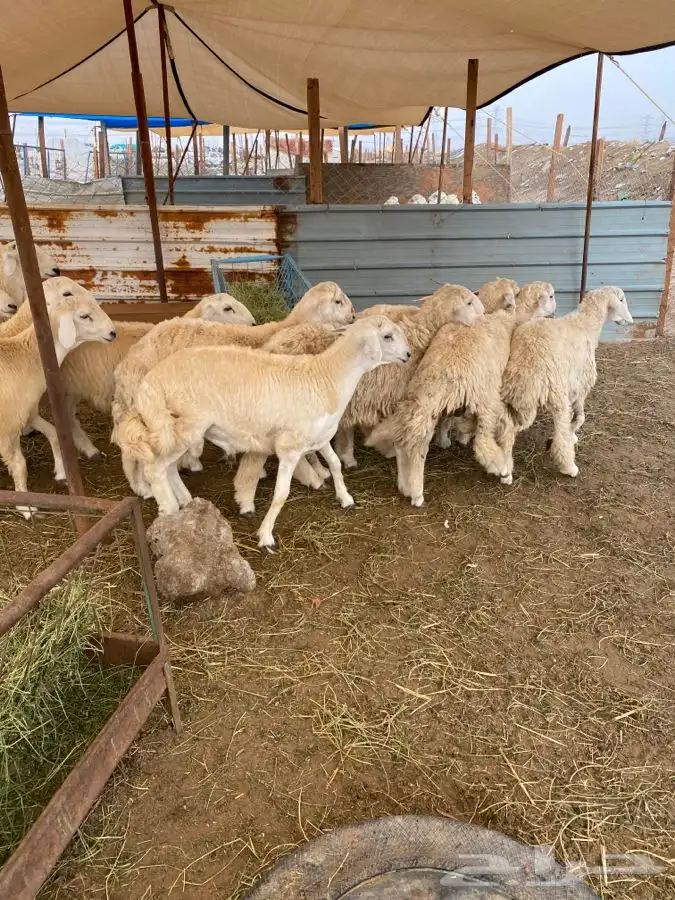 ذبايح حري ذبح توصيل لباب بيتك( نضمن الجودة) 2