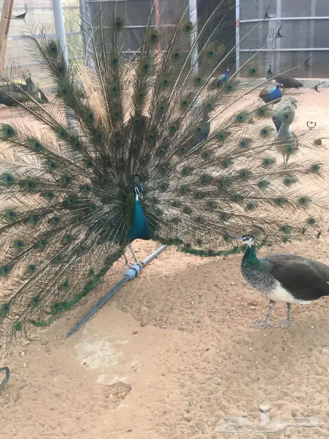 طاووس ازرق هندي للبيع محصنه ومنتجه 0
