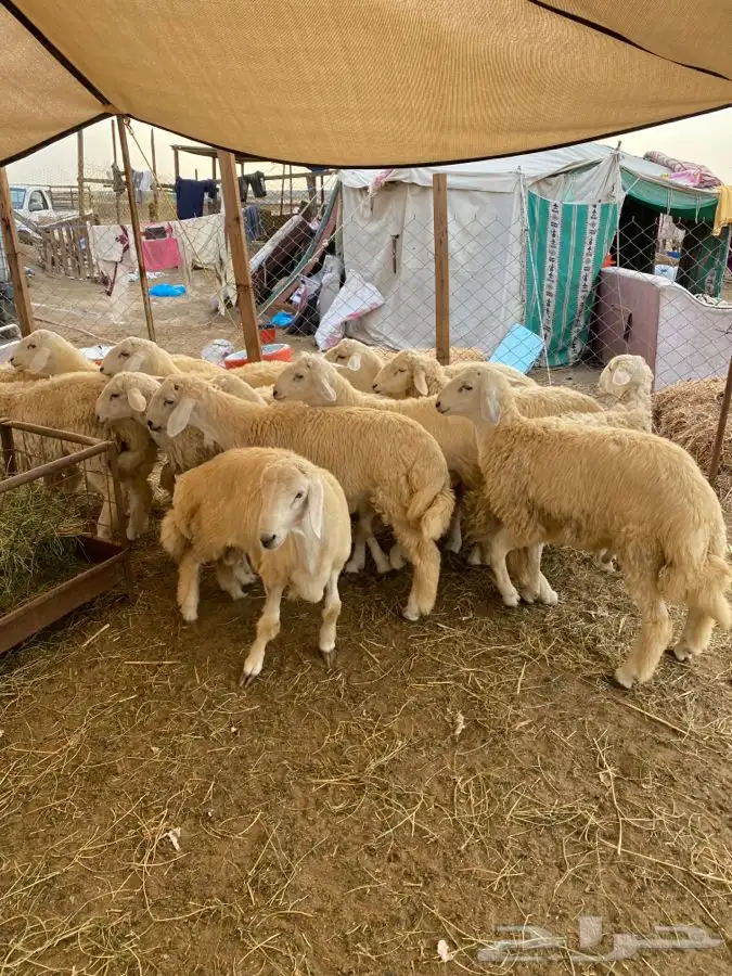 ذبايح حري ذبح توصيل لباب بيتك( نضمن الجودة) 1