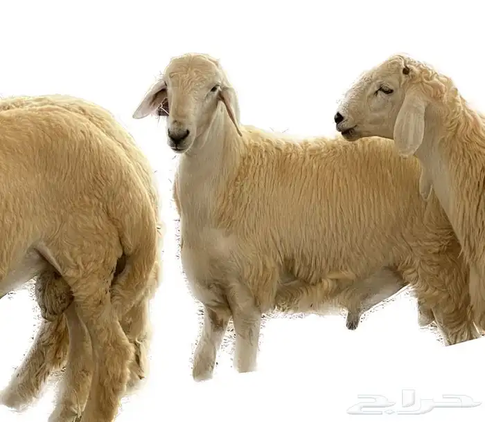 ذبايح حري ذبح توصيل لباب بيتك( نضمن الجودة) 0