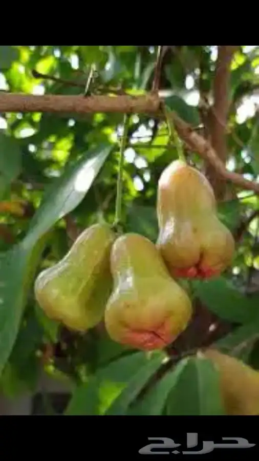 شتلات منتجه 10